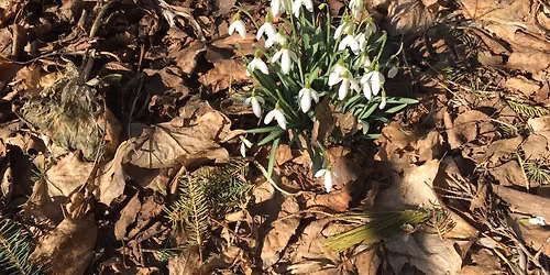 Spring Flower Show