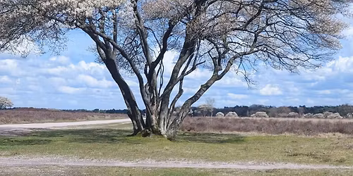 Klaverblad Voetstappenpad Wandelrally 2026