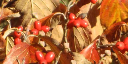  Adding Year-Round Interest and Colour to Your Garden