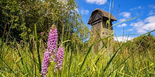Fen Flowers guided walk