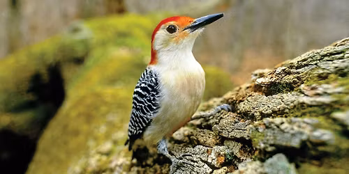 WBU Athens Bird Walk @ Sandy Creek Nature Center with Mark
