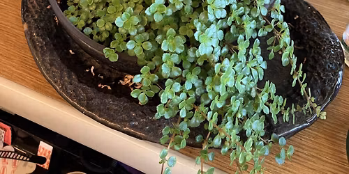 Glass Terrarium Workshop