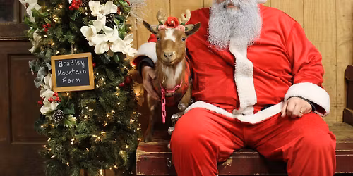 Reindeer Goat Photos