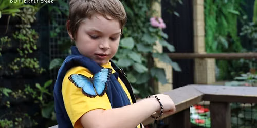 School Holidays at Butterfly Creek