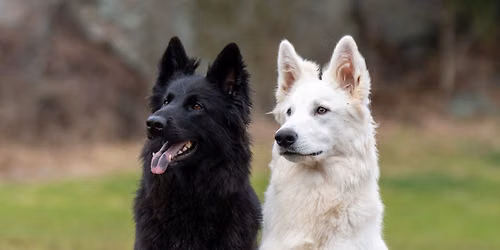 Foredrag med Bjarne Stallemo - Mentalitet og stress hos hund