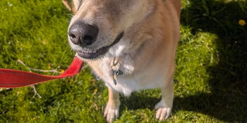 Canine Good Citizen class 