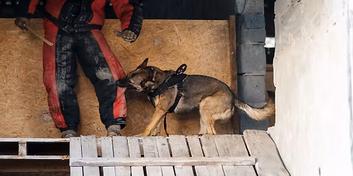 Kurs Pozorant Ps\u00f3w - Decoy Pro