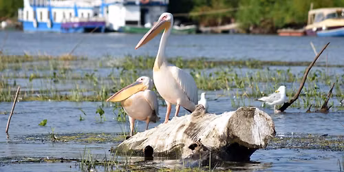 Circuit 2 zile Festivalul Scrumbii de Florii din Tulcea - de la 499 Lei