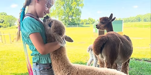 Maple Lawn Farm Alpaca Tour