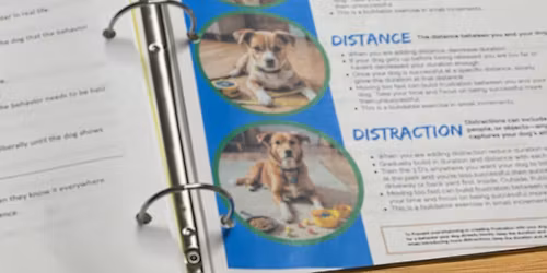 Dog Training. FREE Group Consultation