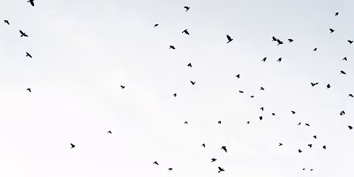 Ptaki parku Dolinka S\u0142u\u017cewska \u2013 wyniki ostatniej inwentaryzacji \/ Przyrodniczy wtorek z ekspertem