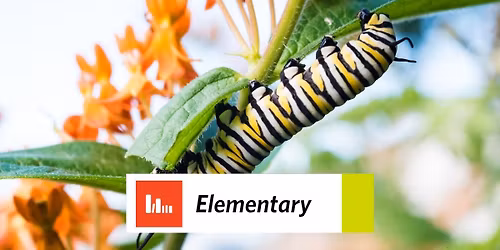 Art Ventures: Caterpillars Crawl
