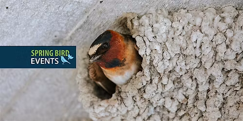 Cliff Swallow Cross Stitch