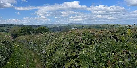 Summer Hedge Tour - The Origins, Ecology and Management of Devon's Hedges