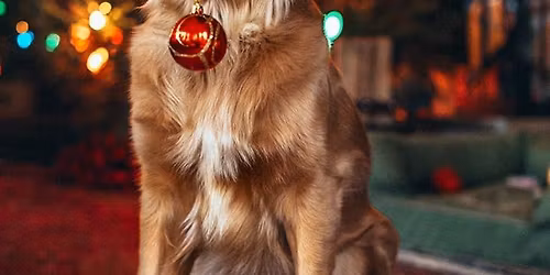 Holiday Yappy Hour \ud83c\udf84