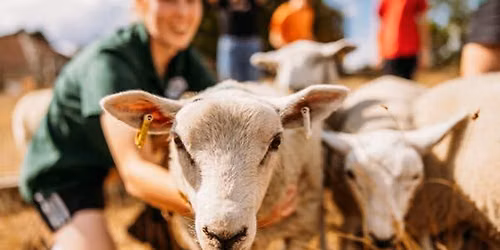 Sheep Herding Experience
