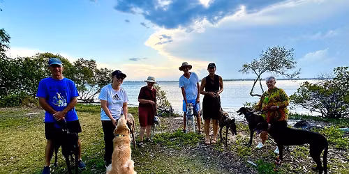 Bribie Island Rescued Greyhound Walk