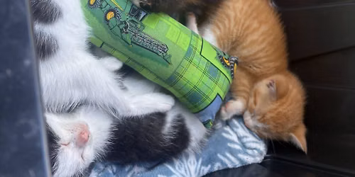 Kitties and Cupcakes