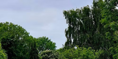 Stort Navigation SUP Safari