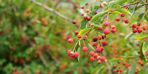 Nourished by Nature: Foraging for Wild Edibles