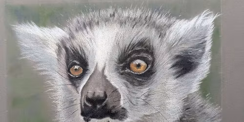 Getting Started in Colour Pencil - Lemur
