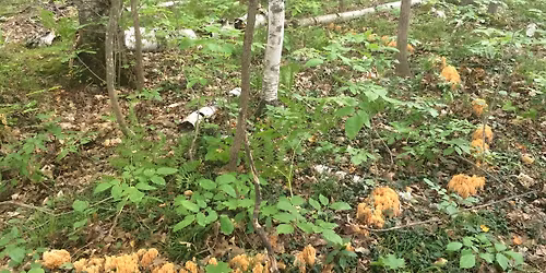 The Natural History of Fungi: FUNGI of the NORTH WOODS 2026 Keweenaw Natural History seminars