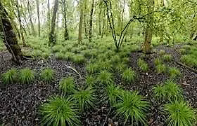 Discover Askham Bog with Prof. Alastair Fitter (York Environment Festival)