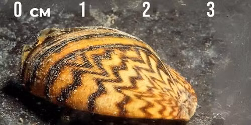 Zebra Mussels in Manitoba