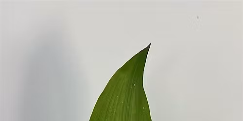 Ikebana \u2014 Japanese Flower Arrangements