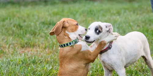 FREE Puppy Playtime