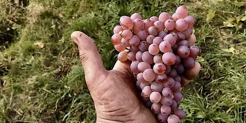 Verkostungswerkstatt Roter Veltliner bei \u201eein Teller, viele H\u00e4nde\u201c