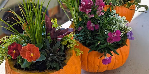 Live Pumpkin Container Gardens-Early Bird Edition