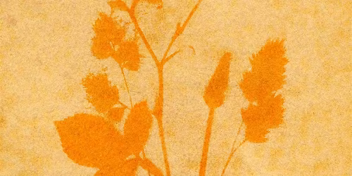 Anthotype Emulsions: Sustainable Photographic Practices Workshop