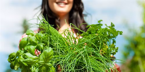 Summer Flavorings and Herbs in Your Garden