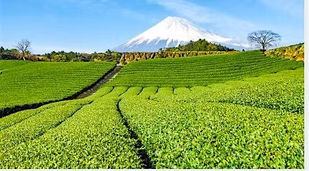 Sencha 101: Your Guide to Everyday Green Tea