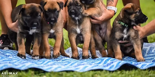 Puppy Selection & Development Seminar