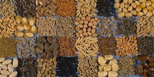 Norwich Seed and Plant Swap 2026