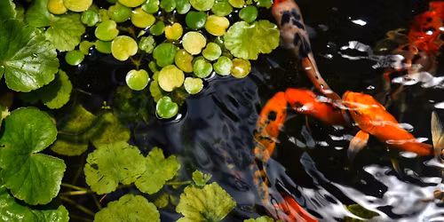 Milwaukee Aquarium Society Breeders Only Swap