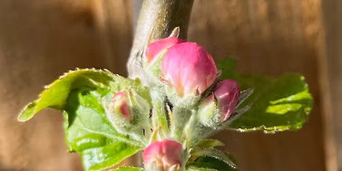 Downton Cuckoo Fair, Salisbury, Wiltshire