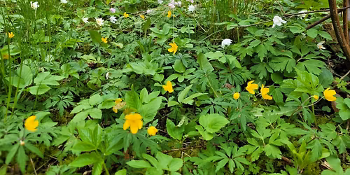 Bioblitz p\u00e5 Mariebjerg Kirkeg\u00e5rd i Gentofte Kommune