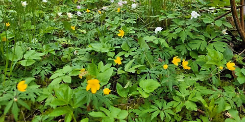 Bioblitz p\u00e5 Mariebjerg Kirkeg\u00e5rd i Gentofte Kommune