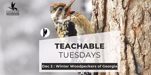 December Teachable Tuesdays: Winter Woodpeckers of Georgia