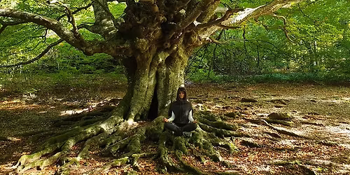 Anello Autunnale della Valle di Ranco: La Madre dei Faggi