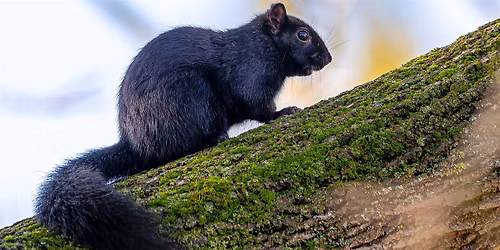 Mammal Stroll at the Falls