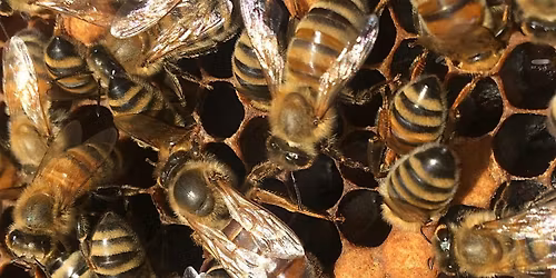 Beginning Beekeeping: The Basics and Focus on Urban Beekeeping