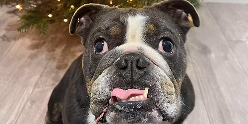 South West (Braunton) Bulldog Walk for GBSR UK