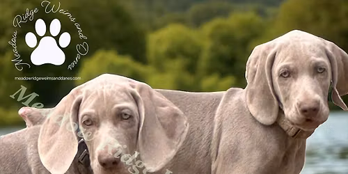 Service dog donation