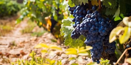 Down to Earth Speaker Series\u2014Soil Stories: How Soil Impacts Wine