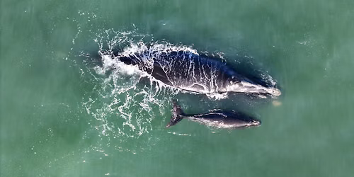 North Atlantic Right Whales