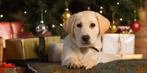Tesco Havant Christmas collection 